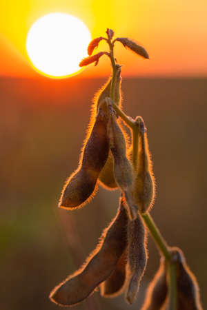Soybean yellow ripe field at agricultural farmの写真素材