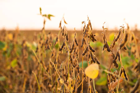 Soybean yellow ripe field at agricultural farmの写真素材