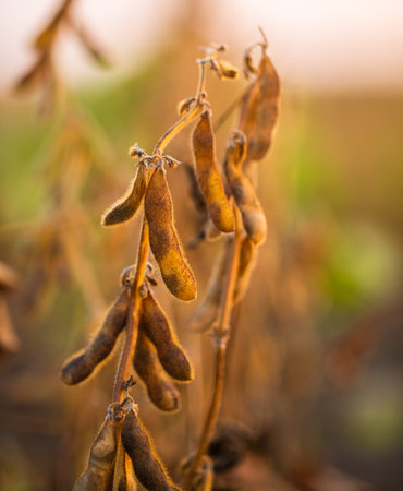 Soybean yellow ripe field at agricultural farmの写真素材