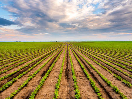 Green ripening soybean field, agricultural landscapeの写真素材