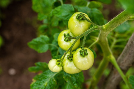 Green tomato plnats in an organic gardenの写真素材