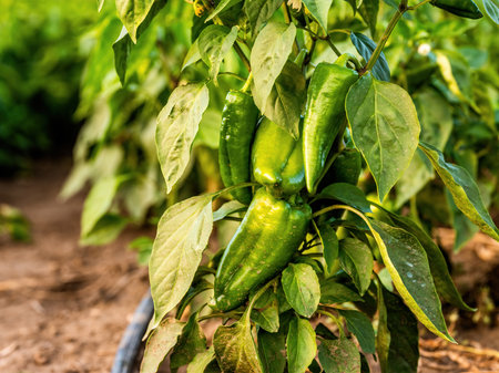 Green pepper plants at agricultural fieldの写真素材