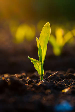 Green corn maize plants on a field. Agricultural landscapeの写真素材