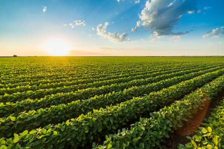 Green ripening soybean field, agricultural landscapeの写真素材