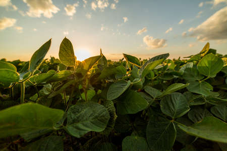 Green ripening soybean field, agricultural landscapeの写真素材