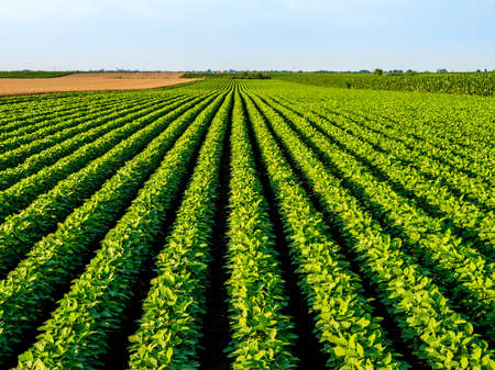 Green ripening soybean field, agricultural landscapeの写真素材