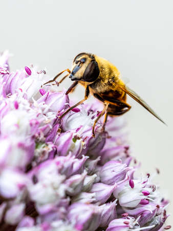 Honey bee on an onion flower in gardenの写真素材