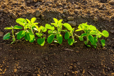 Green ripening soybean field, agricultural landscapeの写真素材