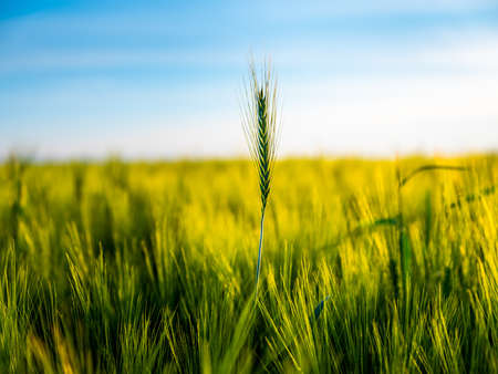 Green wheat field, agricultural landscape.の写真素材
