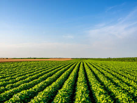 Green ripening soybean field, agricultural landscapeの写真素材