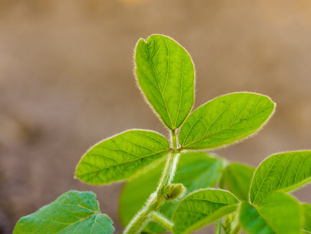 Green ripening soybean field, agricultural landscape