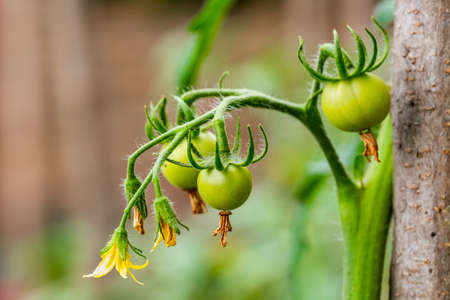 Green tomato plnats in an organic gardenの写真素材
