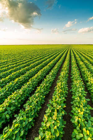 Green ripening soybean field, agricultural landscapeの写真素材