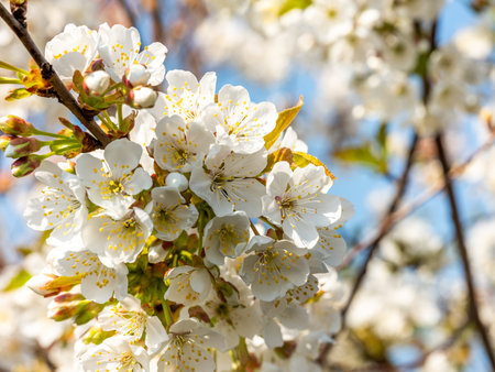 Cherry tree flowers blossoming at field