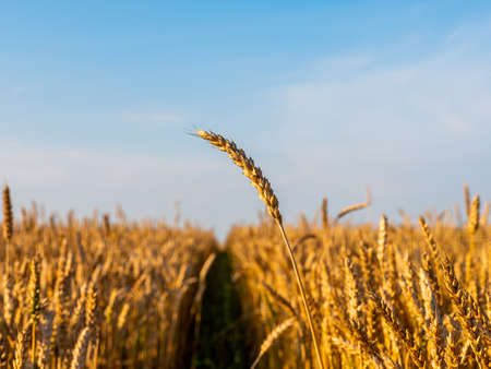 Golden ripe wheat field, agricultural landscape.の写真素材