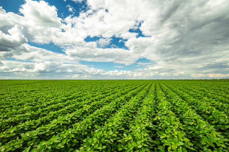 Green ripening soybean field, agricultural landscapeの写真素材