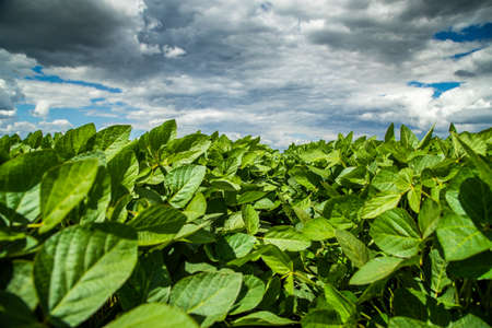 Green ripening soybean field, agricultural landscapeの写真素材