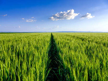 Green wheat field, agricultural landscape.の写真素材
