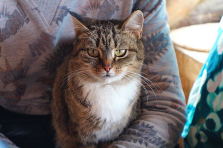A wild cat sits on the lap of a tourist in a cozy guest house in the mountains.の写真素材