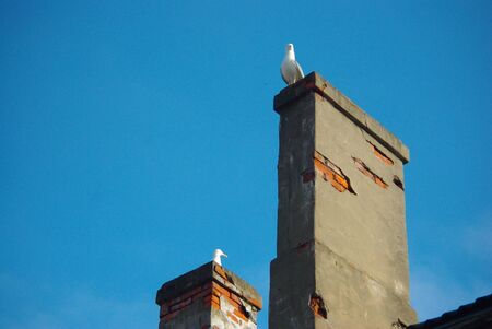 Birds on the pipeの写真素材
