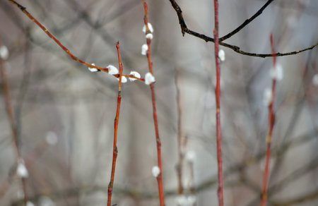 pussy-willow
