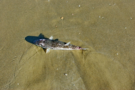 a fish