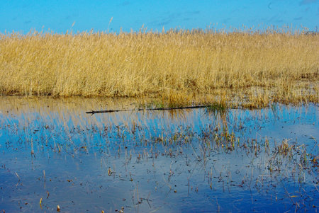 Walk to the sea in spring