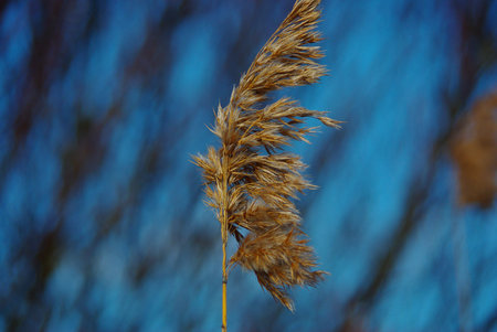 Dry bulrush in March