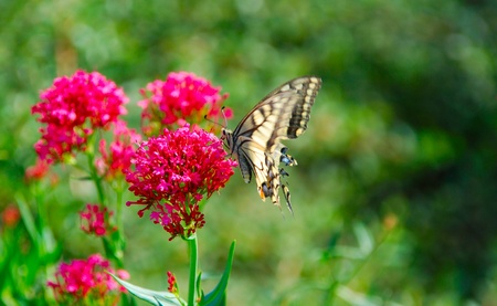 Butterfly pollinating a flower. Summerの写真素材