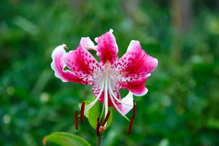 Lily closeup. Around a lot of green plantsの写真素材