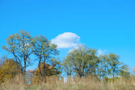 Beautiful sky and clouds. The trees turn yellowの写真素材