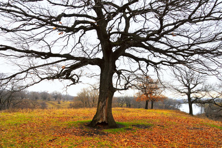 A large and very old tree in the forestの写真素材