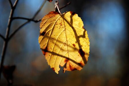 Yellow leaf in the forestの写真素材