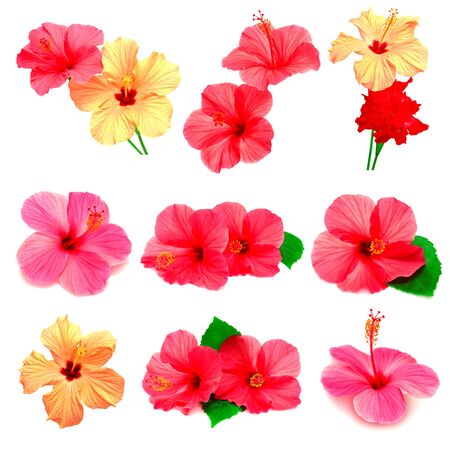 Collection of colored hibiscus with leaves isolated on white backgroundの写真素材