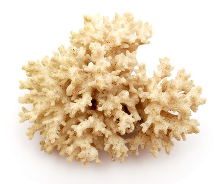 Coral isolated on white backgroundの写真素材
