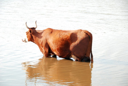 Cow in river waterの写真素材