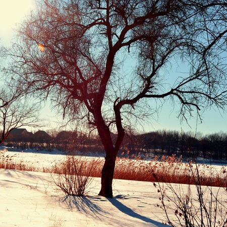 Tree on a background of snow-covered landscape and the sunの写真素材