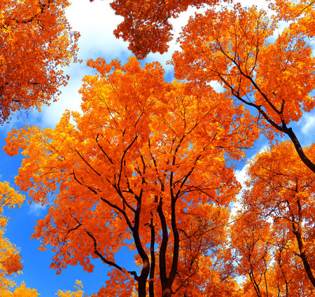 Autumn background