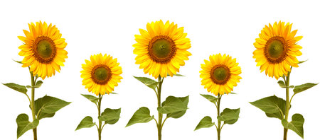 Sunflowers collection on the white backgroundの写真素材