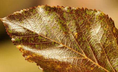 Autumn leaf macro