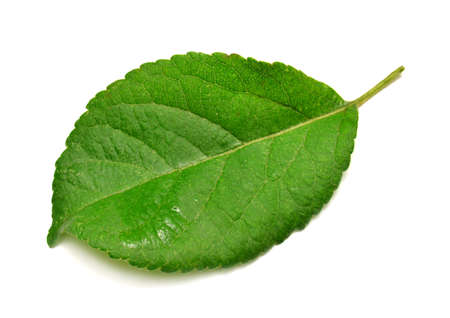 Apple leaf isolated on white backgroundの写真素材