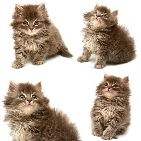 Collection of a beautiful persian cat isolated on white backgroundの写真素材