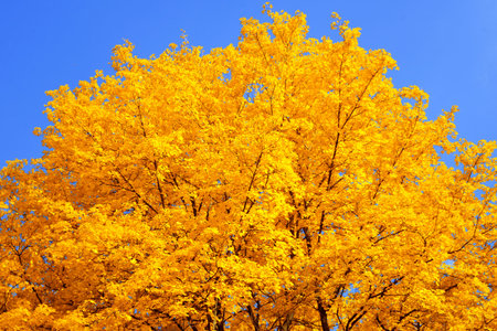 Autumn backgroundの写真素材