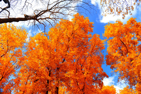 Autumn backgroundの写真素材