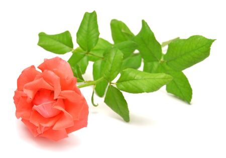 Beautiful pink rose isolated on white backgroundの写真素材