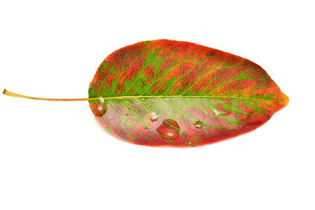 Dry autumn leaf isolated on white background