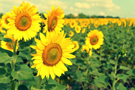 Beautiful sunflowers against a cloudy skyの写真素材