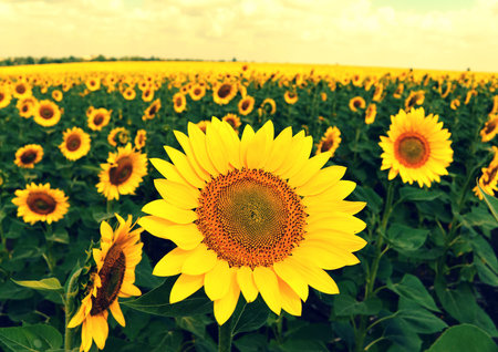 Beautiful sunflowers against a cloudy skyの写真素材