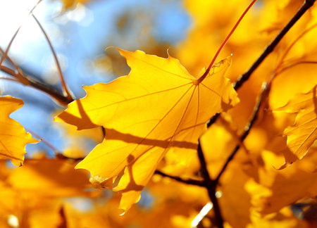 Yellow maple leafの写真素材