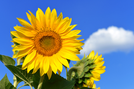 Sunflower against the blue skyの写真素材